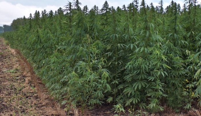 BUSCAN REGULAR EL CANNABIS MEDICINAL Y EL CÁÑAMO INDUSTRIAL