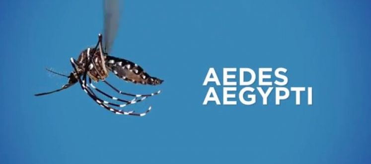 SE CELEBRA EL DÍA INTERNACIONAL CONTRA EL DENGUE