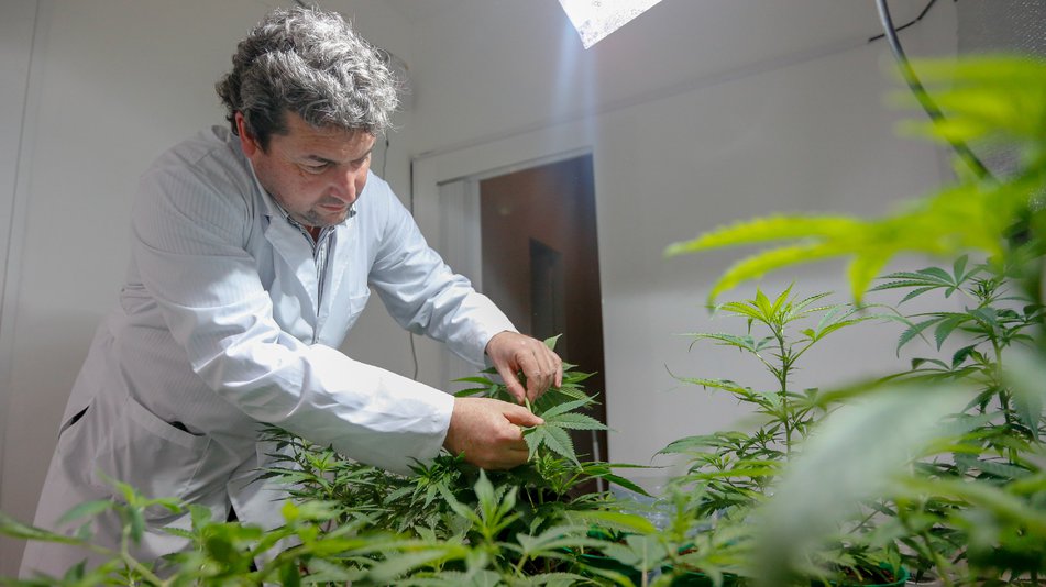 "EL ACEITE DE CANABIS DEBE SER ACCESIBLE PARA TODO EL MUNDO"