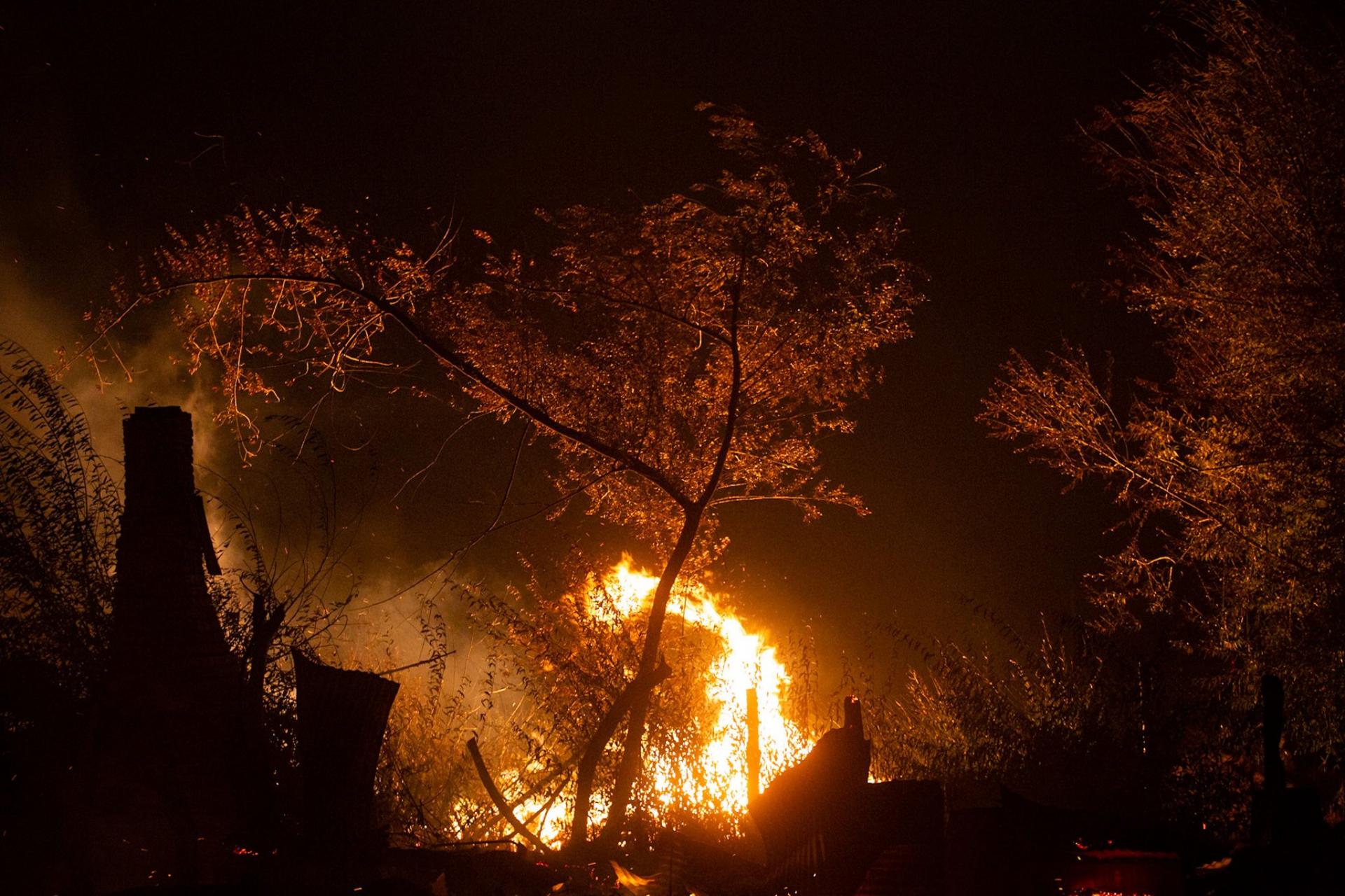 GREENPEACE PIDE QUE ESTÉ PENADA LA DESTRUCCIÓN DE BOSQUES