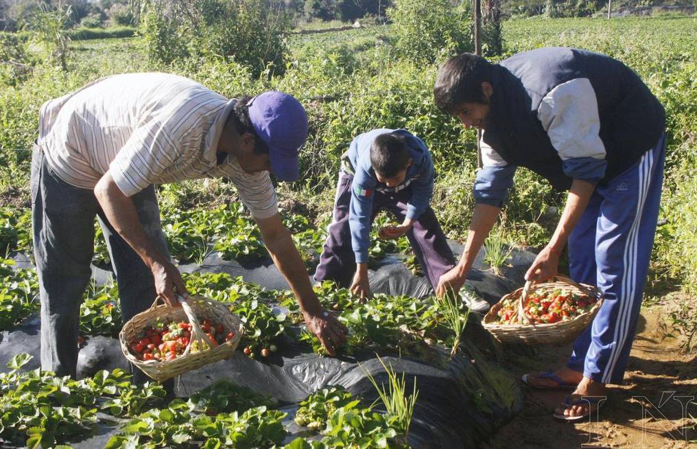TRABAJO INFANTIL: ASEGURAN QUE EL 70% SE DA EN EL ÁMBITO RURAL