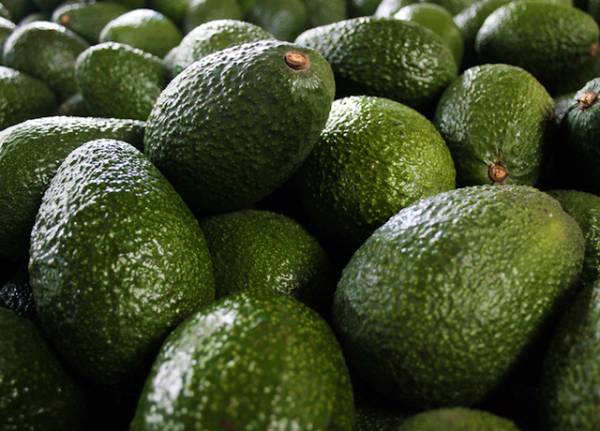 MAR DEL PLATA TENDRÁ ESTE AÑO LA PRIMERA COSECHA DE PALTA