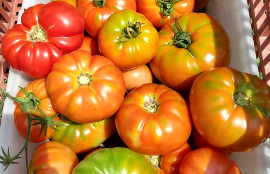 SE REALIZARÁ LA 18º FIESTA DEL TOMATE PLATENSE