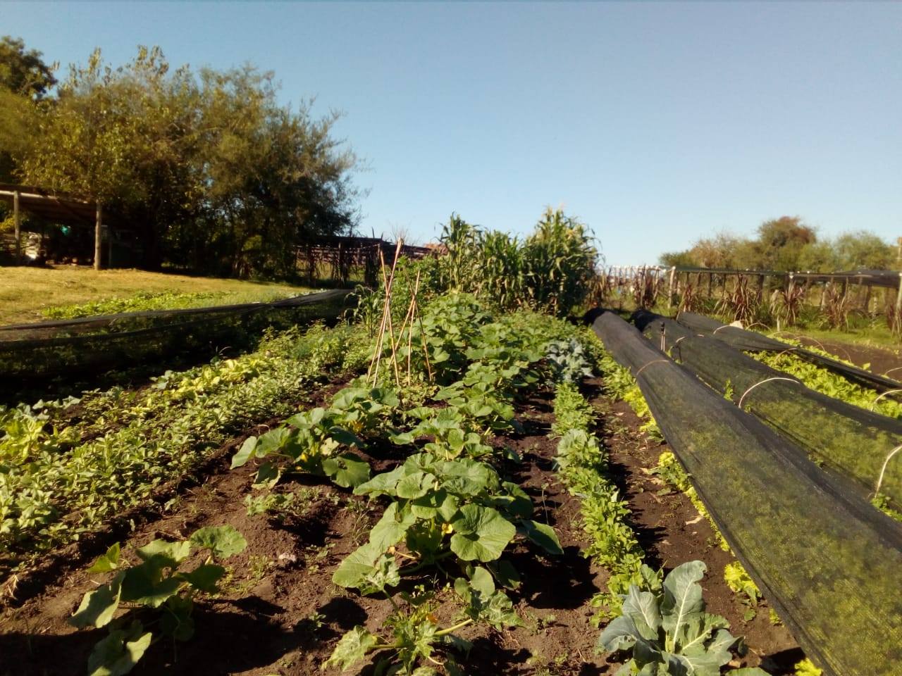 MARCELO SCHWERDT: “LA AGROECOLOGÍA PROPONE UNA SOLUCIÓN INTEGRAL A LA PRODUCCIÓN DE ALIMENTOS”