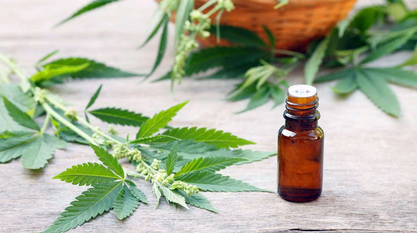 DIFERENTES USOS DEL CANNABIS PARA TRATAMIENTOS ODONTOLÓGICOS