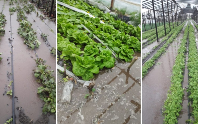 ANUNCIAN MEDIDAS DE ASISTENCIA A PRODUCTORES DEL CORDÓN HORTÍCOLA PLATENSE