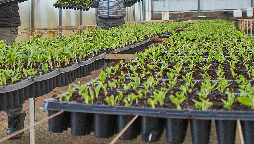 “POR PRIMERA VEZ LA PROVINCIA TIENE UN PROGRAMA DE MEJORAMIENTO GENÉTICO VEGETAL”