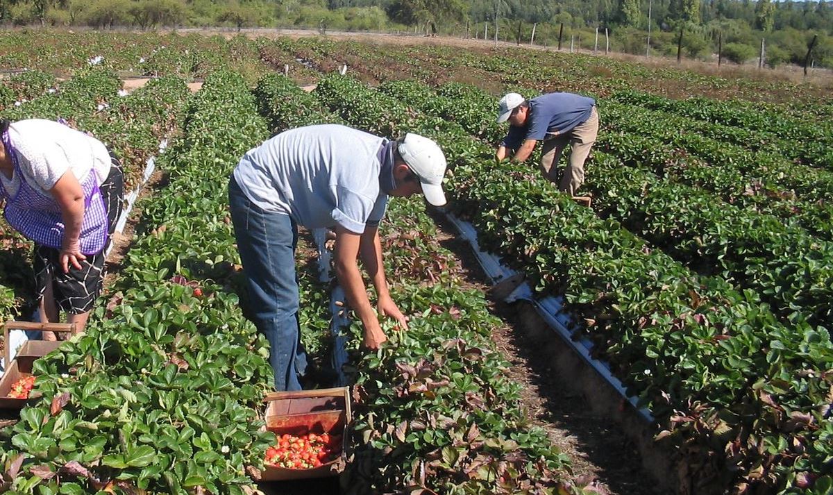 LA PROVINCIA BUSCA PONER EN VALOR EL TRABAJO AGRARIO