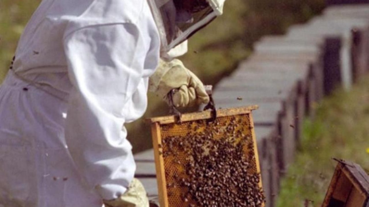 CRECE LA PRODUCCIÓN DE MIEL EN LA PROVINCIA DE BUENOS AIRES