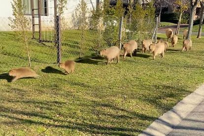 “LA CONDUCTA DE LOS ANIMALES MARCA QUE TOMAMOS MALAS DECISIONES”